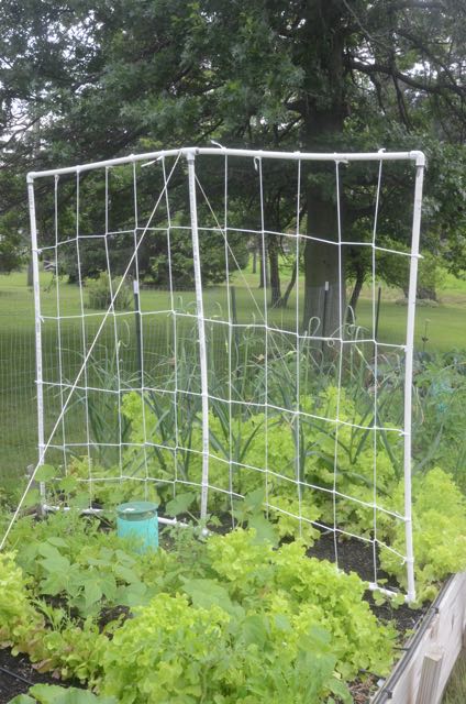 12 Easy DIY Cucumber Trellis Ideas For A Thriving Garden